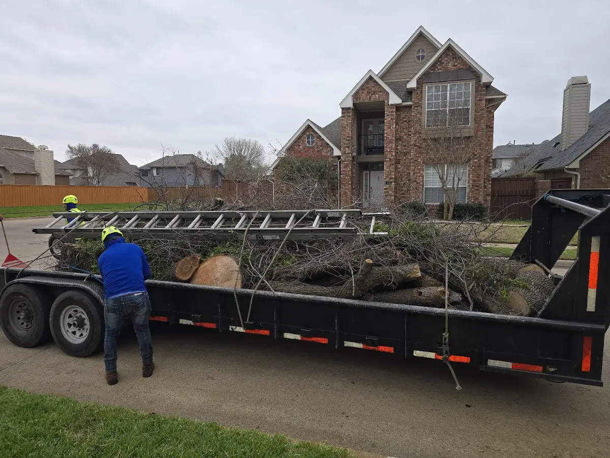 Expert Tree Removal with proper safety equipment in Union Star